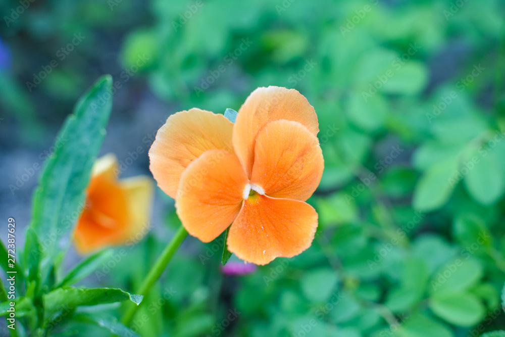 Orange pansies on green background Orange pansies on green background