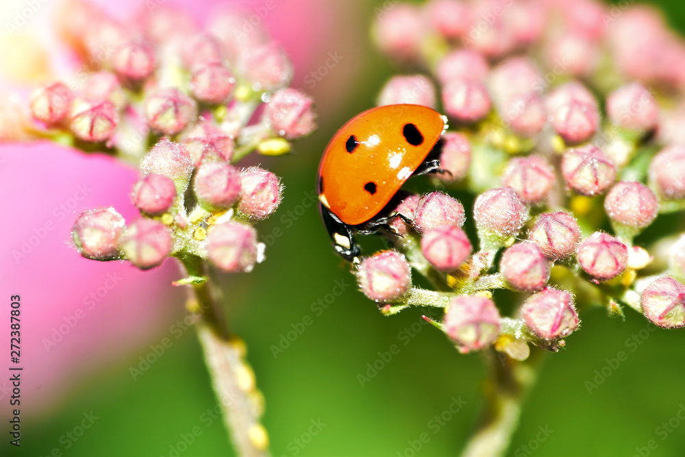 Obraz premium Various macrophotography of large and red with black dots ladybug sitting on a flower of japanese meadowsweet or korean spiraea.