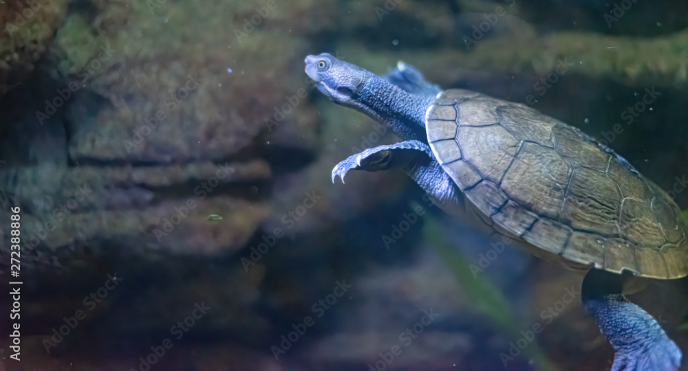 Obraz premium (Emydura macquarii) australian murray river turtle swiming
