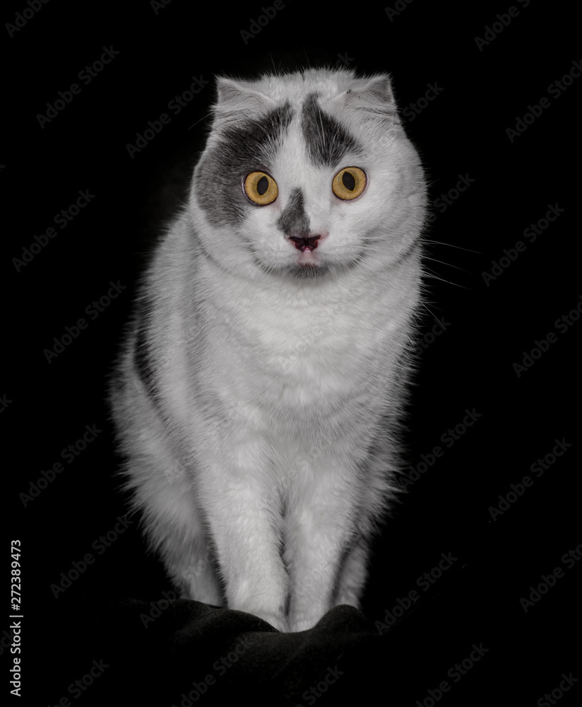 black white cat with yellow eyes on a black background close up black white cat with yellow eyes on a black background close up