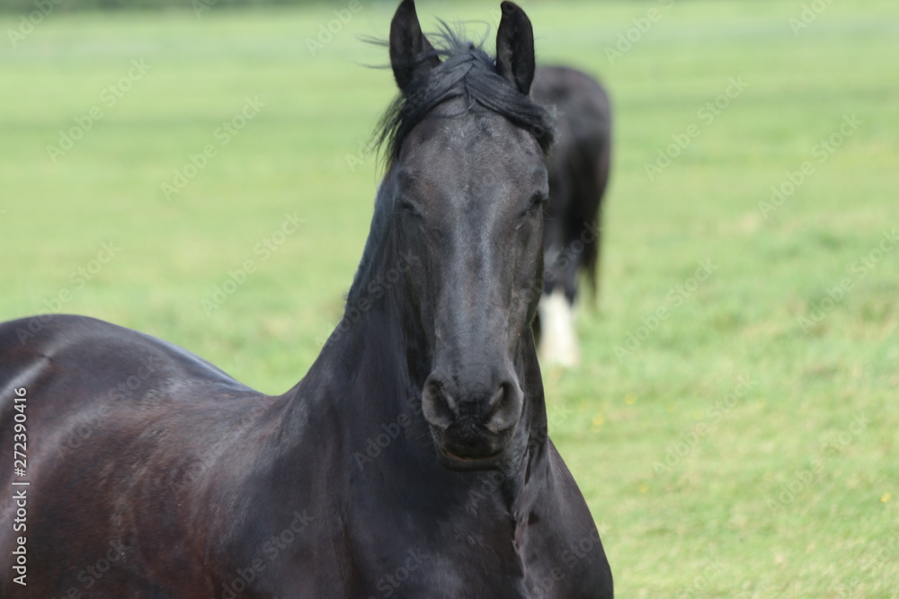 Fototapeta premium black horse with shiny fur on a meadow in Moordrecht in Zuidplas