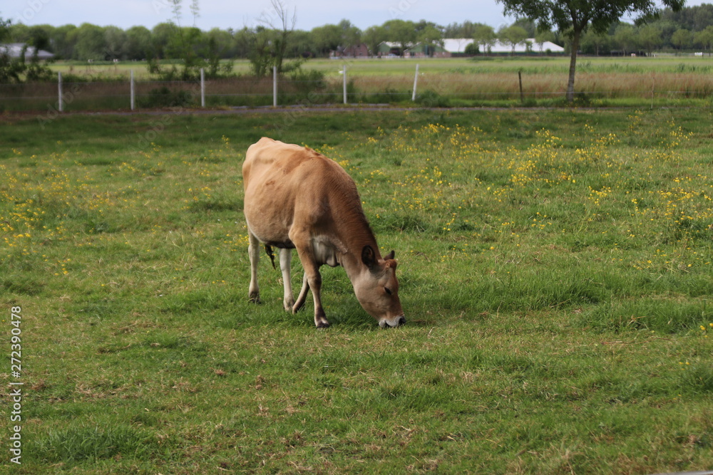 Brown frysian young calf of a cow on a meadow in the Netherlands Brown frysian young calf of a cow on a meadow in the Netherlands