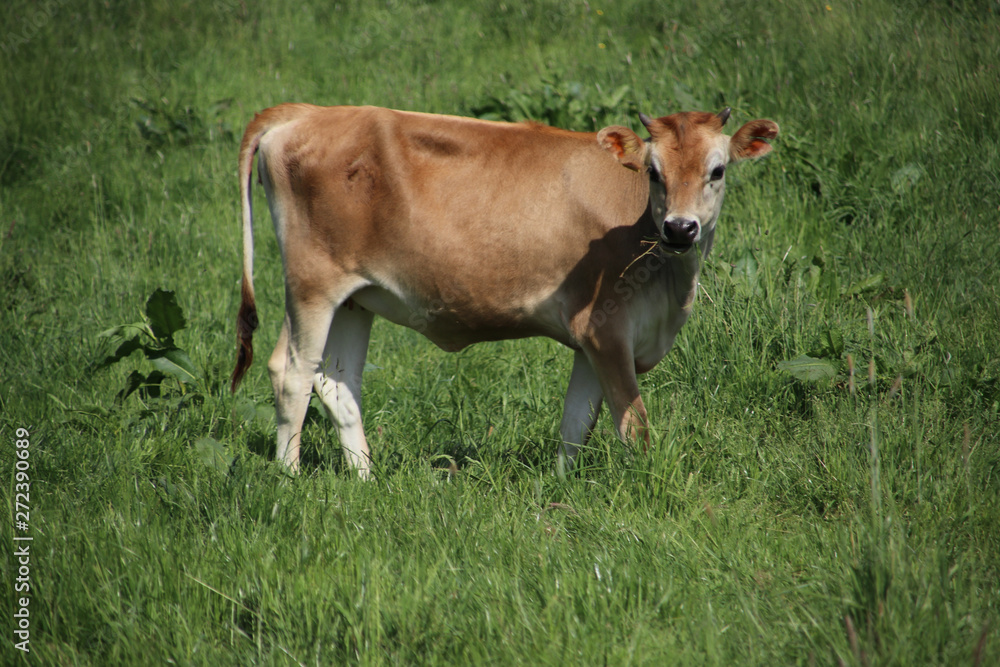 Brown frysian young calf of a cow on a meadow in the Netherlands