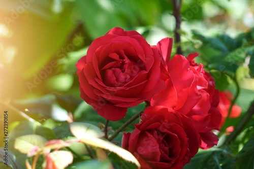 red rose flower plant in the garden in summer, flowers with red petals in the nature