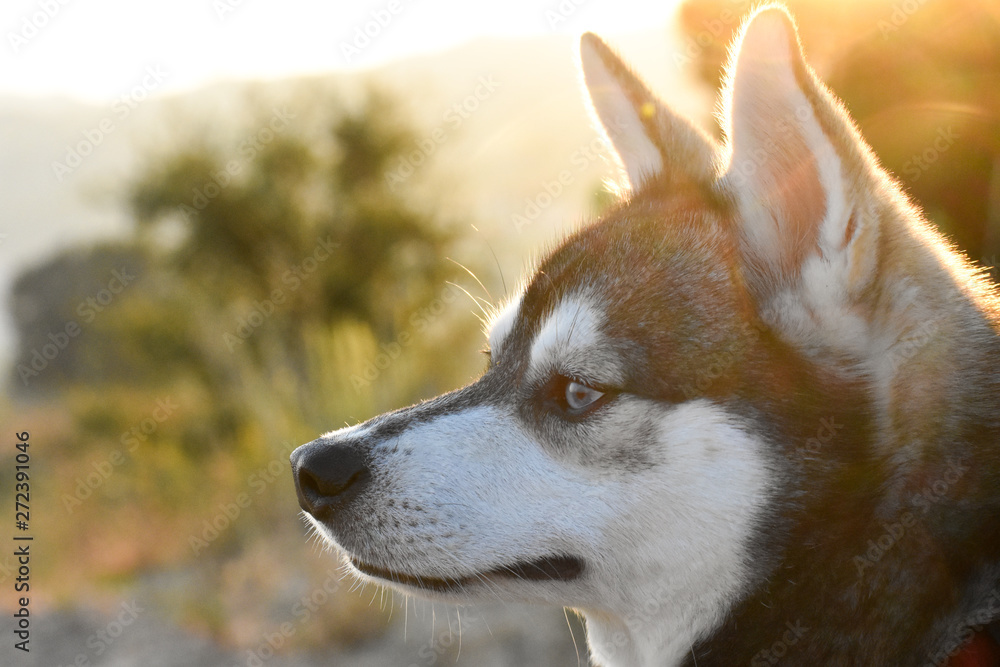 Alaskan Klee Kai Profile Portrait