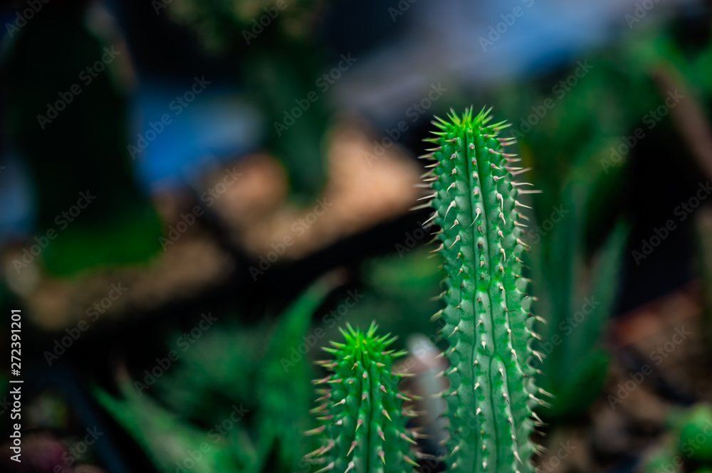 close-up side-view of Golden barrel cactus (Echinocactus grusonii) cluster. close-up side-view of Golden barrel cactus (Echinocactus grusonii) cluster.