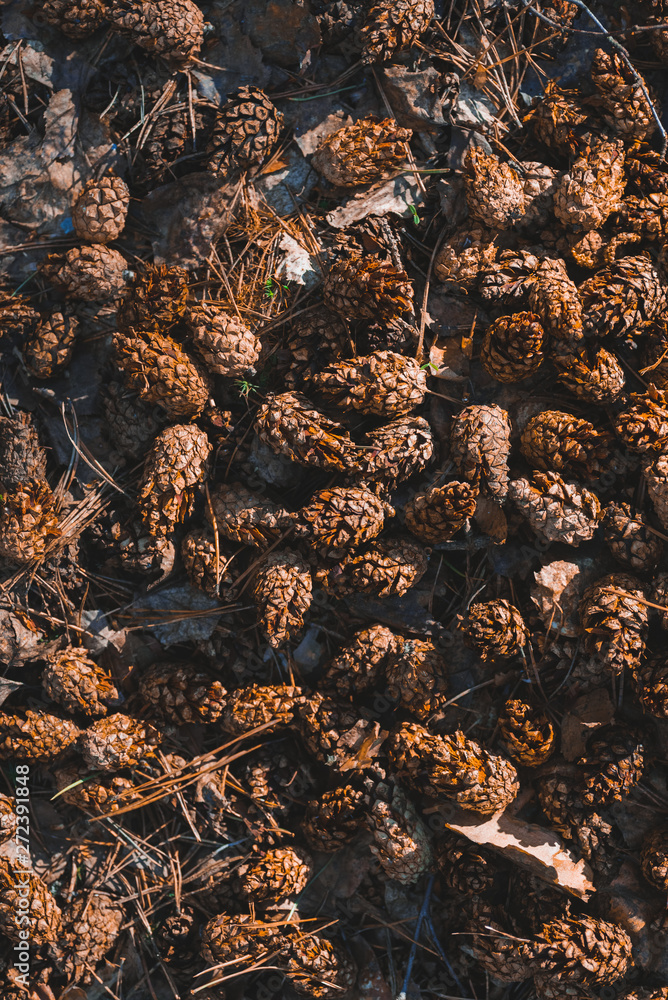 Texture of old pine cones on the ground Texture of old pine cones on the ground