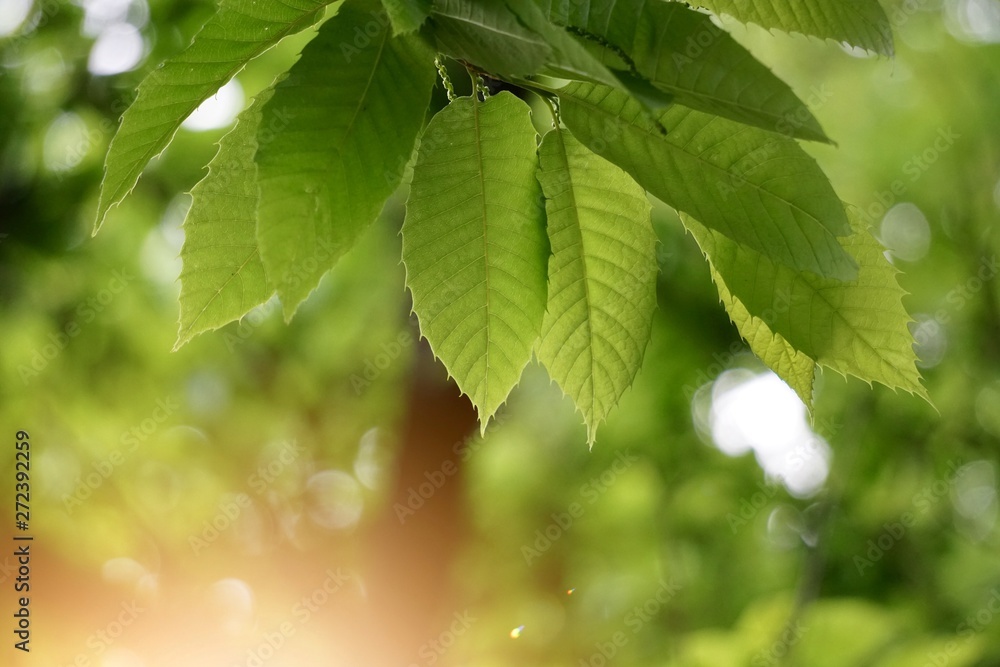 green tree leaves and branches in the nature in summer, green background green tree leaves and branches in the nature in summer, green background