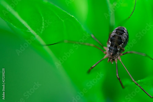 Macro photo, close up, insect, spider, Opiliones, Phalangiidae, Arthropoda, Harvestmen waiting to attack its prey (female)