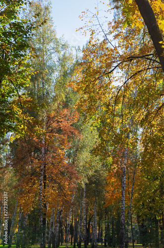 Autumn park with colourful foliage of birch trees and blue sky on sunny day. Golden fall city landscape background, vertical.