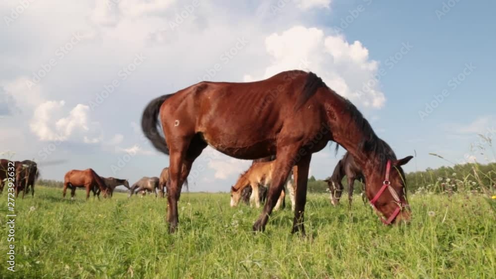Red horse with long mane in flower field against sky Red horse with long mane in flower field against sky