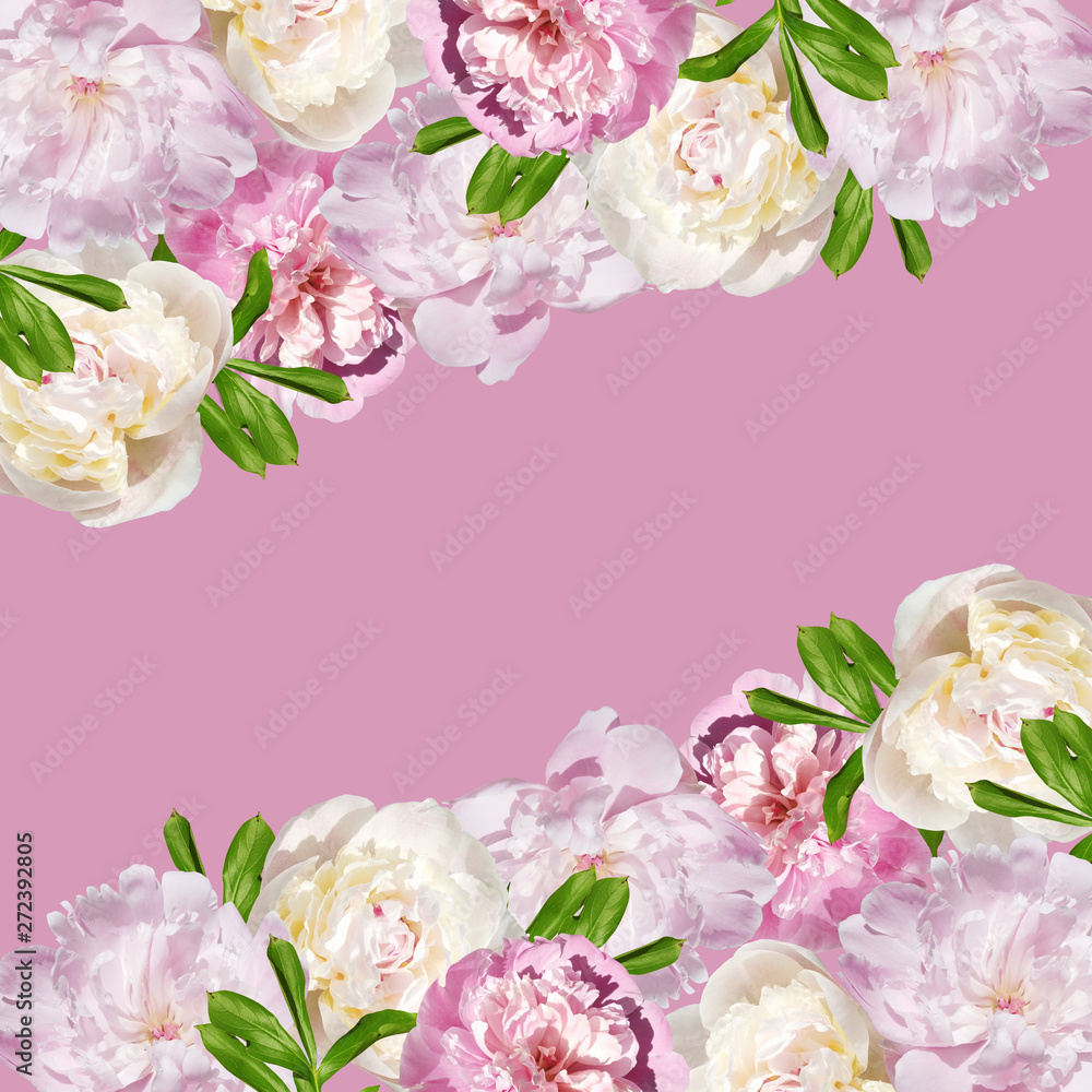 Beautiful floral background of pink and white peonies. Isolated