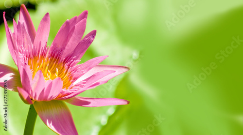 image of a beautiful lotus flower on the water