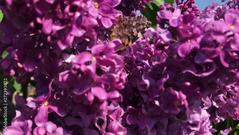 A butterfly sits on a lilac flower on a sunny day. A butterfly sits on a lilac flower on a sunny day.