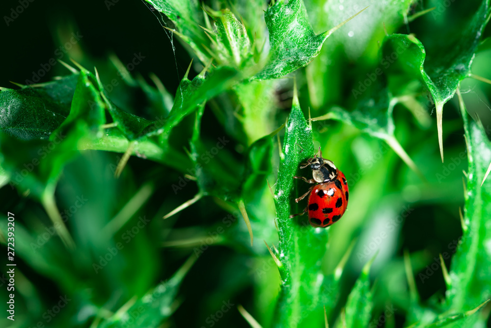 Ladybugs eating on a leaf, Macro photo, close up, insect, Coccinellidae, Arthropoda, Coleoptera, Cucujiformia, Polyphaga Ladybugs eating on a leaf, Macro photo, close up, insect, Coccinellidae, Arthropoda, Coleoptera, Cucujiformia, Polyphaga