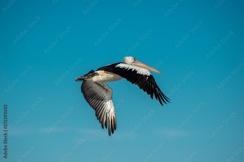 Obraz premium Australian Pelican in flight
