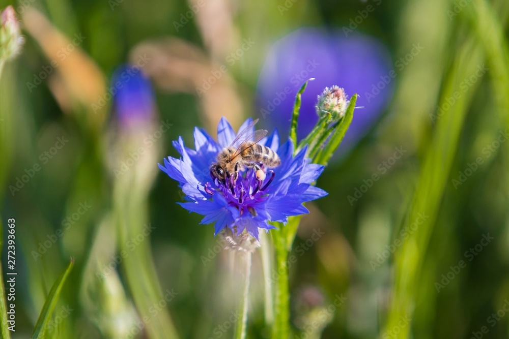 Obraz premium A bee on a blue flower . Collects pollen and drink nectar, blue flower with insect