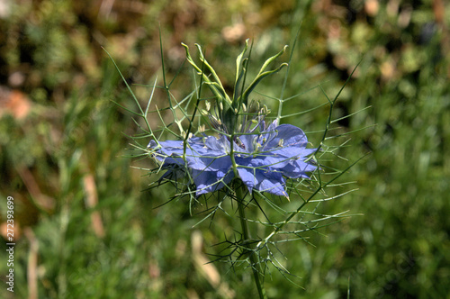 Blue Nigella flowering in herbaceous border, Swiss garden photo