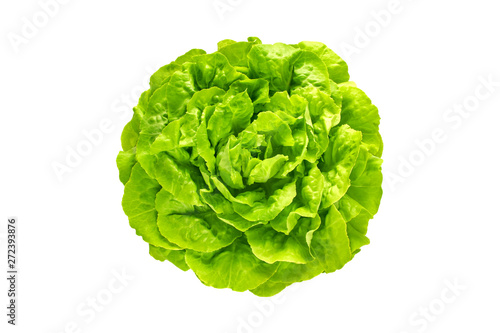 Green trocadero lettuce salad head top view