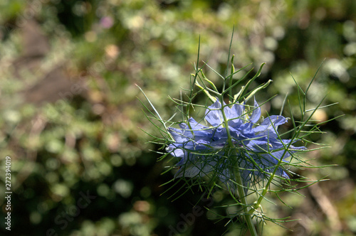 Blue Nigella flowering in herbaceous border, Swiss garden photo