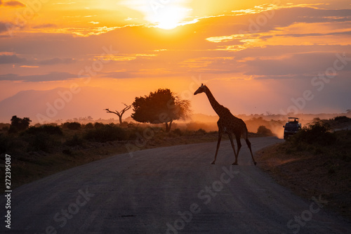 Sunset with Giraffe in Amboseli National Park  Kenya