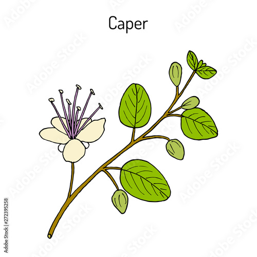 Caper bush Capparis spinosa , or Flinders rose, eatable plant photo