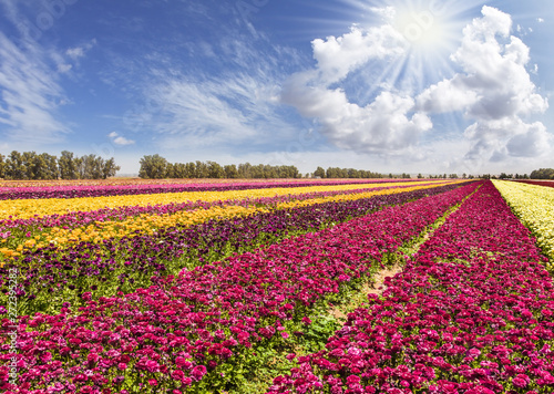 Wallpaper Mural The field of buttercups Torontodigital.ca