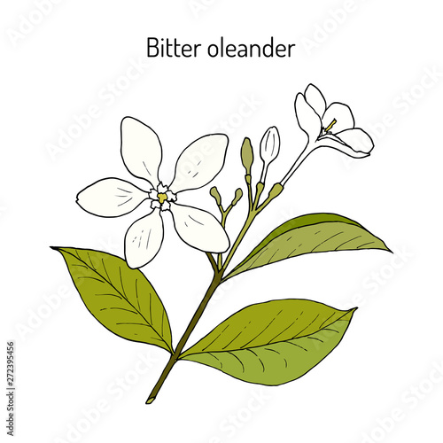 Bitter oleander Wrightia or holarrhena antidysenterica , medicinal plant