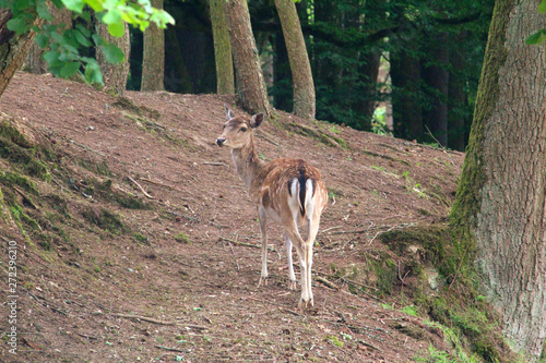 Reh im Wald