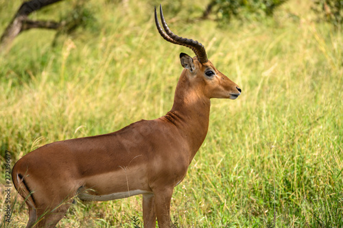 Safari antilope Parc Kruger Afrique du Sud 