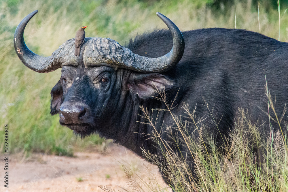 Safari buffle Parc Kruger Afrique du Sud Safari buffle Parc Kruger Afrique du Sud