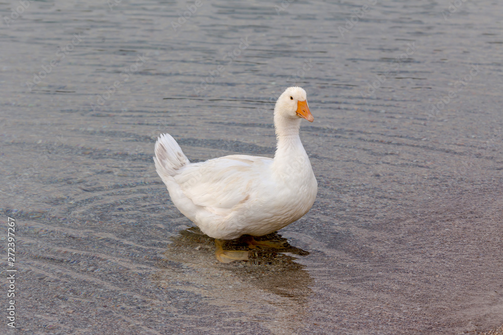 Fototapeta premium The white goose swimming in the lake