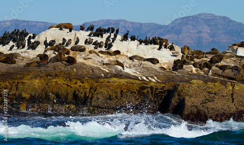 CAPE FUR SEAL - LOBO MARINO DEL CABO, Seal Island, False Bay, South Africa, Africa