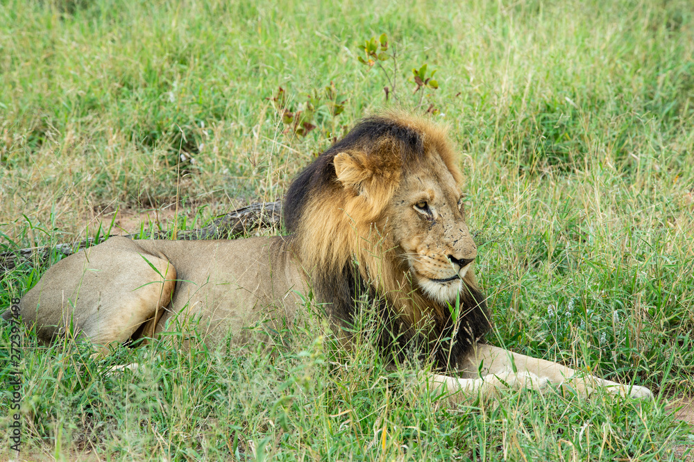 Safari lion Parc Kruger Afrique du Sud Safari lion Parc Kruger Afrique du Sud