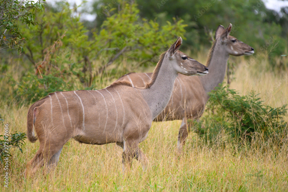 Fototapeta premium Antelope Safari Kruger Park Republika Południowej Afryki