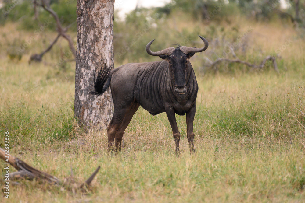 Safari gnou Parc Kruger Afrique du Sud 