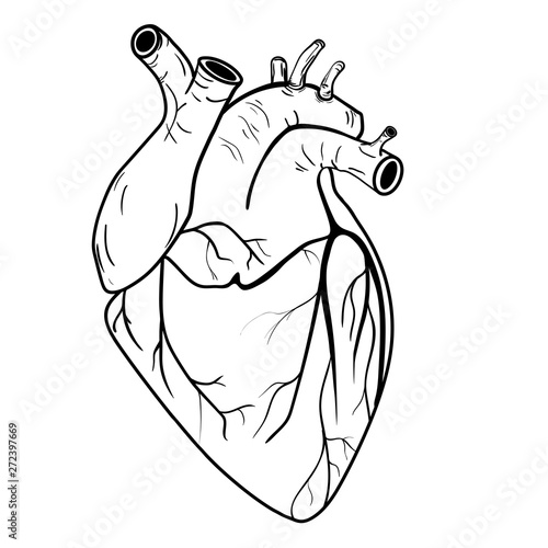 heart