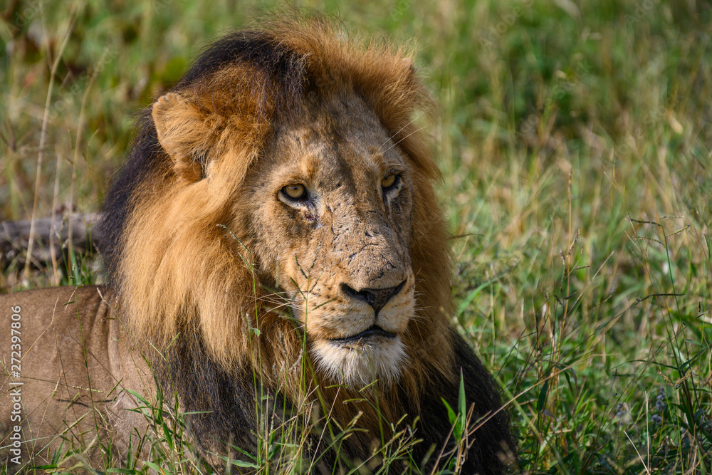 Safari lion Parc Kruger Afrique du Sud Safari lion Parc Kruger Afrique du Sud