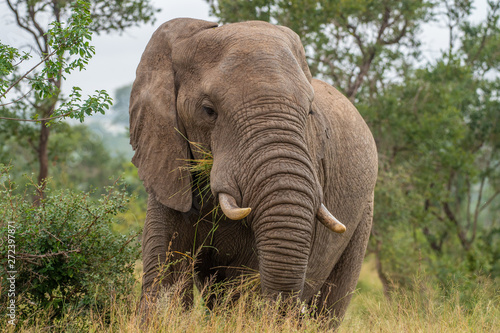 Safari éléphant Parc Kruger Afrique du Sud 