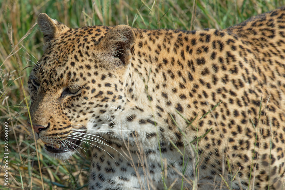 Safari guépard Parc Kruger Afrique du Sud Safari guépard Parc Kruger Afrique du Sud