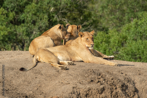 Safari lion Parc Kruger Afrique du Sud 