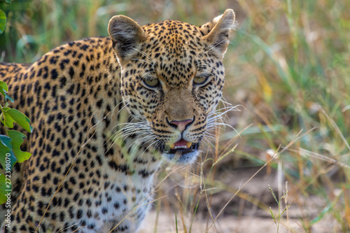 Safari gu  pard Parc Kruger Afrique du Sud 