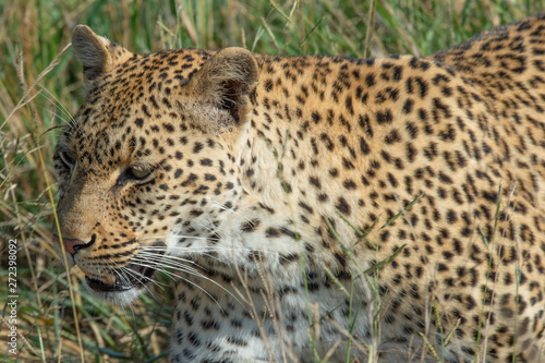 Safari gu  pard Parc Kruger Afrique du Sud 