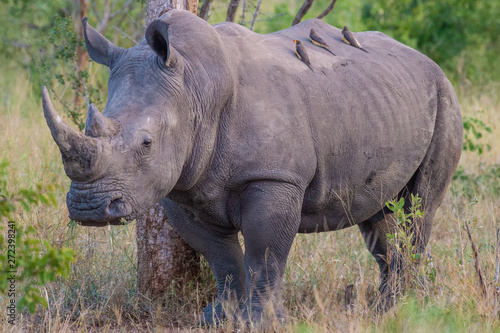 Safari rhino Parc Kruger Afrique du Sud 