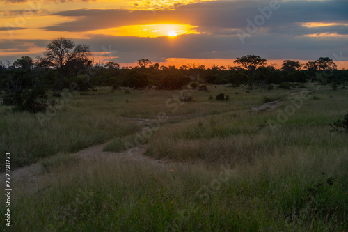 Safari paysage Parc Kruger Afrique du Sud 