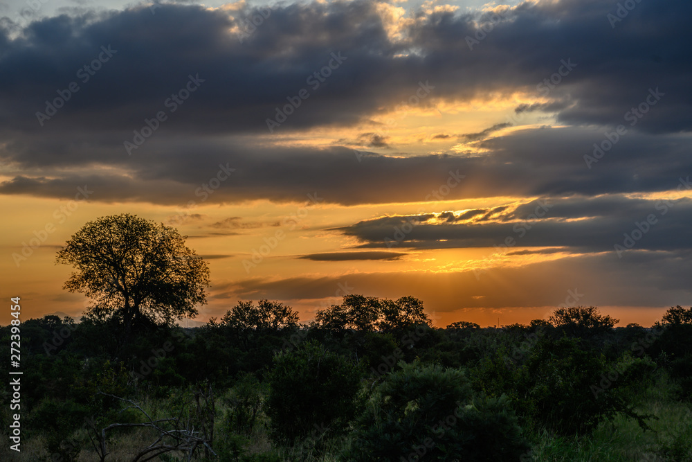 Safari paysage Parc Kruger Afrique du Sud 