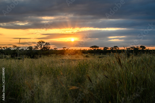 Safari paysage Parc Kruger Afrique du Sud 