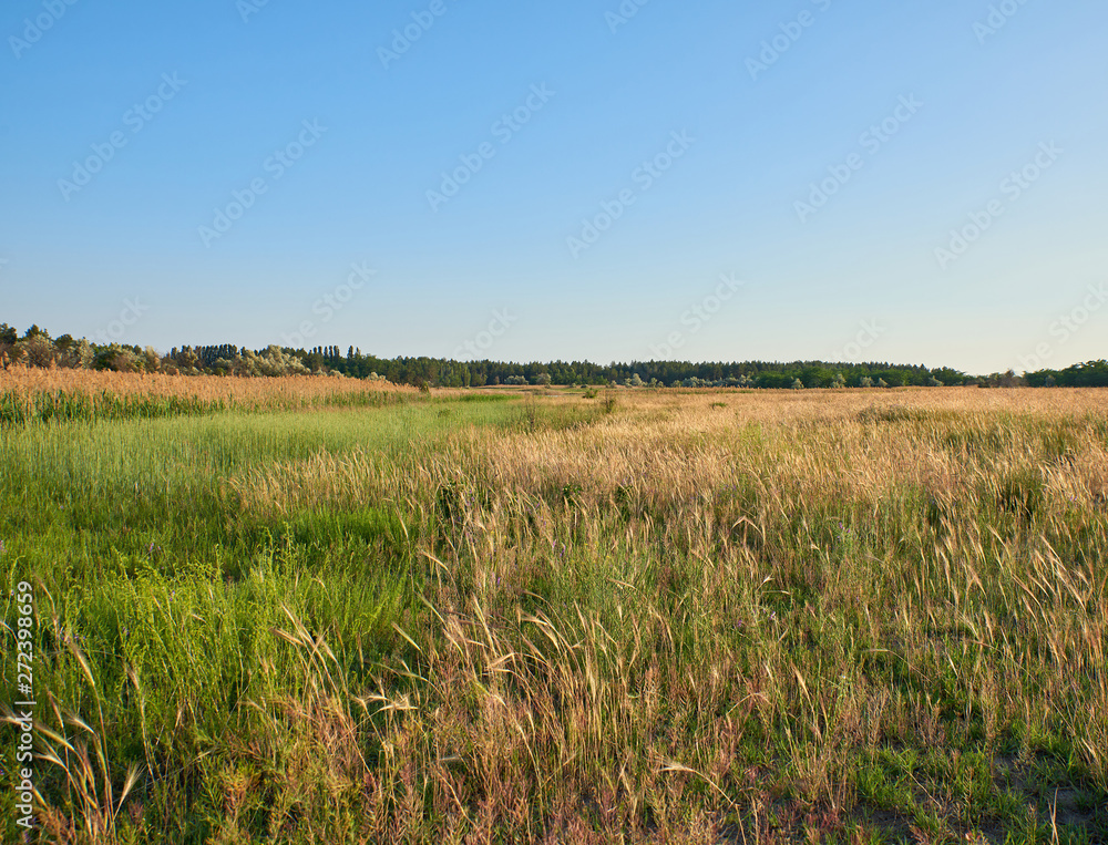 wild steppe on a summer day, Ukraine