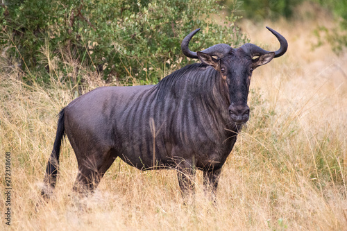 Fototapeta Naklejka Na Ścianę i Meble -  Safari gnou Parc Kruger Afrique du Sud 