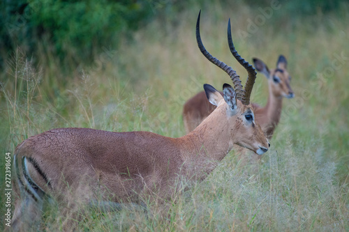 Fototapeta Naklejka Na Ścianę i Meble -  Safari antilope Parc Kruger Afrique du Sud 